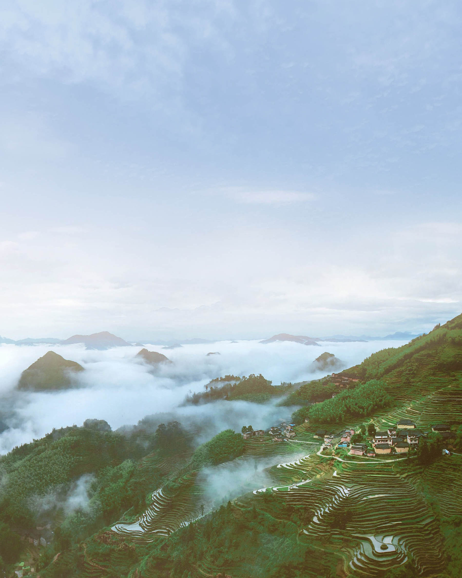 红观音 工夫红茶