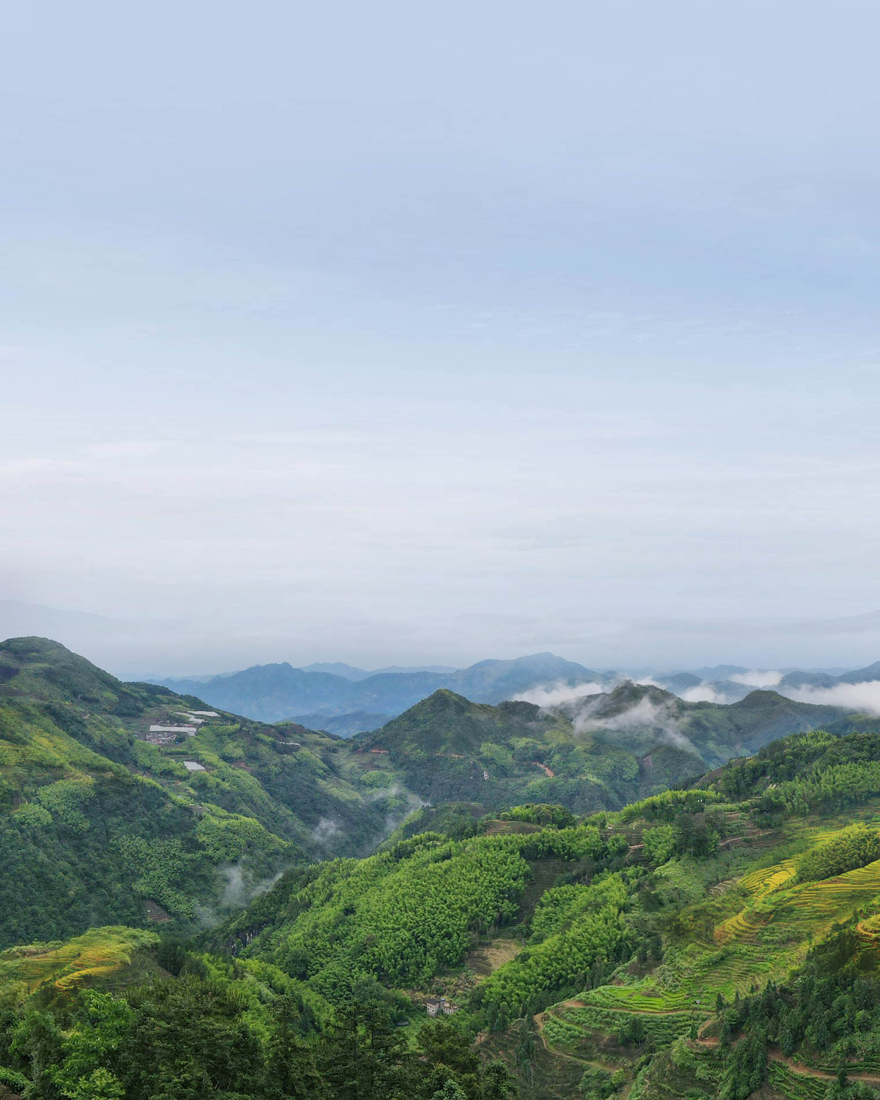 Handcrafted Red Mudan Tea