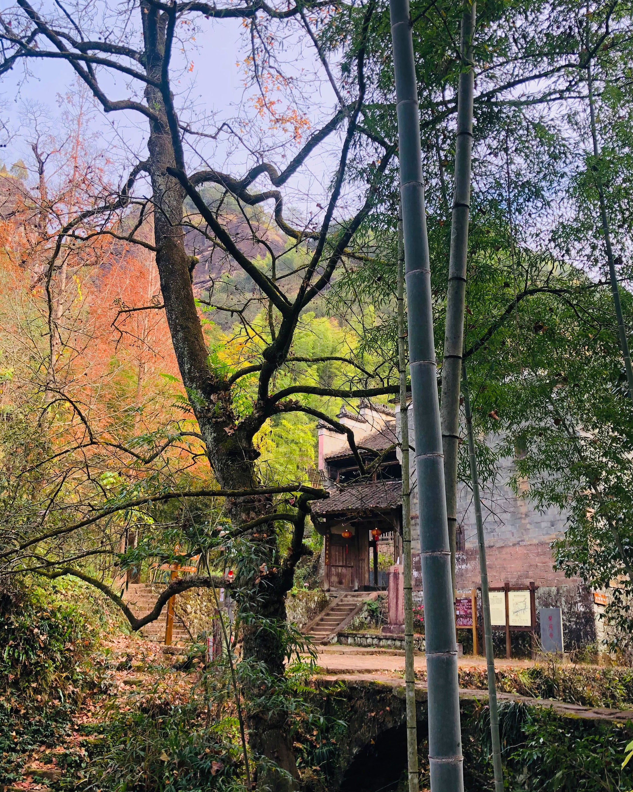 Ghostly Fragrance Da Hong Pao