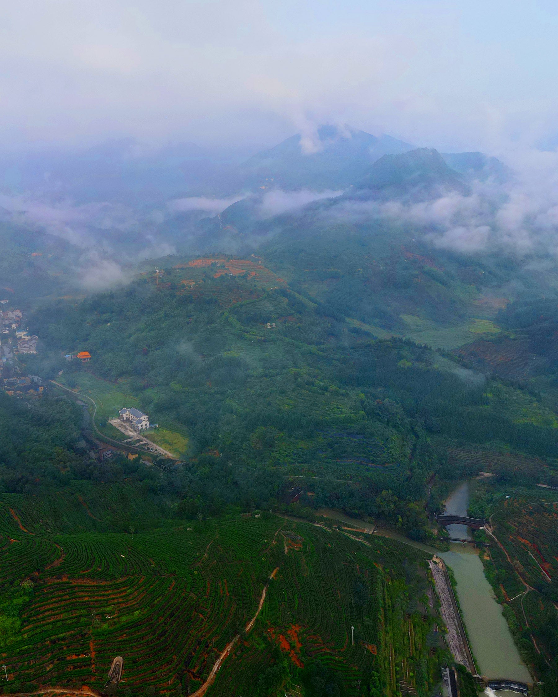 红观音 工夫红茶